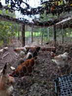 Faverolles, Dieren en Toebehoren, Meerdere dieren, Kip