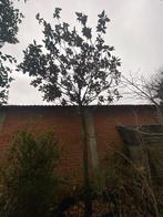 Magnolia grandiflora Gasolinaire 35/40, Tuin en Terras, Ophalen