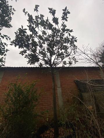 Magnolia grandiflora Gasolinaire 35/40 beschikbaar voor biedingen