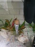 Escargot d'aquarium, Escargot ou Mollusque