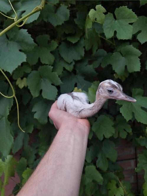 Koppel nandoe kuikens, €150 voor het koppel samen, Dieren en Toebehoren, Pluimvee