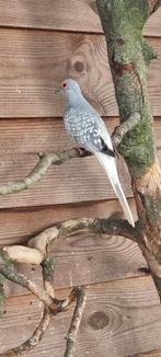 Diamantduif, Dieren en Toebehoren, Vogels | Duiven, Overige soorten