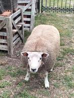 Schapen dekram, Dieren en Toebehoren
