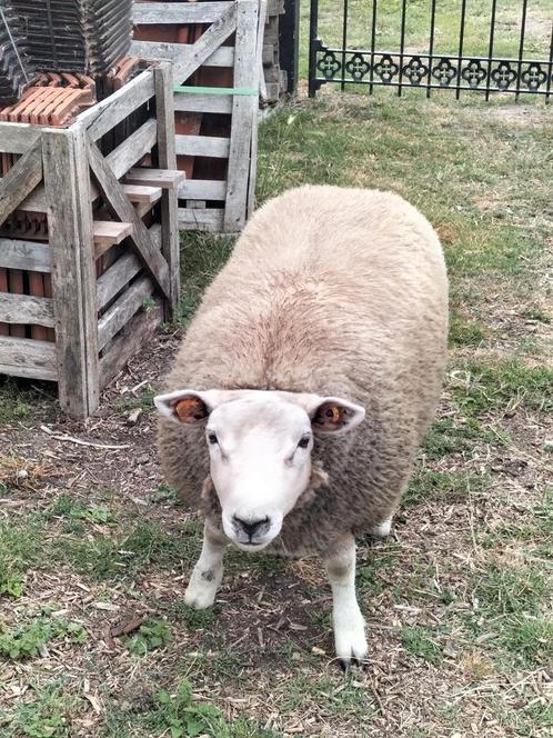 Schapen dekram, Dieren en Toebehoren, Schapen, Geiten en Varkens
