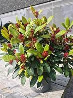 Skimmia Japonica Rubella, Tuin en Terras, Ophalen, Halfschaduw