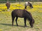 2 jarig minipaard ruintje, Gechipt, Ruin, 0 tot 2 jaar, A pony (tot 1.17m)