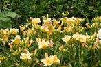 Hemerocallis (Eendagslelie) 5 grote pollen, Vaste plant, Halfschaduw, Zomer, Ophalen