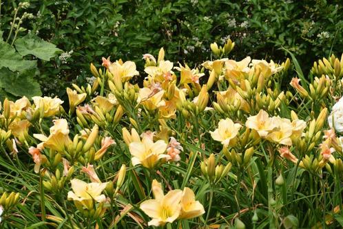 Hemerocallis (Eendagslelie) 4 grote pollen, Tuin en Terras, Planten | Tuinplanten, Vaste plant, Overige soorten, Halfschaduw, Zomer