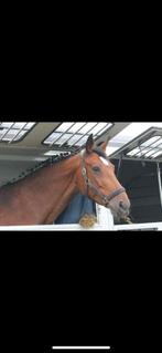 Halve of volledige lease, Dieren en Toebehoren, Merrie