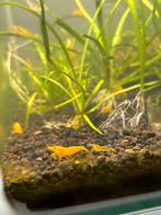 Neocaridina yellow golden back shrimp, Animaux & Accessoires, Poissons | Poissons d'aquarium