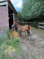 Brp merrie veulen, Dieren en Toebehoren, Pony's, Merrie, Met stamboom, Springpony, 0 tot 2 jaar