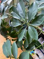 plante, Ophalen, Halfschaduw, In pot, 150 tot 200 cm