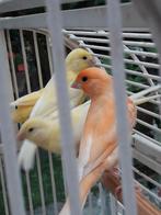Kanarievogels zoeken nieuw baasje, Animaux & Accessoires, Oiseaux | Canaris