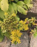 Gele sedum, Ophalen