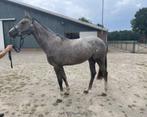 Nieuwe thuis gezocht voor diverse paarden, Dieren en Toebehoren, Springpaard, 0 tot 2 jaar, 160 tot 165 cm, Onbeleerd