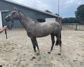 Nieuwe thuis gezocht voor diverse paarden  beschikbaar voor biedingen