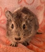 Jong beertje, Dieren en Toebehoren, Knaagdieren, Cavia, Mannelijk, Tam, September
