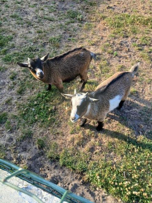 Dwergeitjes te koop, Dieren en Toebehoren, Schapen, Geiten en Varkens, Geit, Meerdere dieren, 0 tot 2 jaar