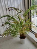 Goudpalm / Kamerplant, Huis en Inrichting, Ophalen, Palm