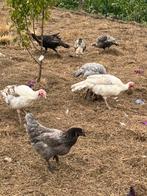 Kalkoenen te koop, Dieren en Toebehoren, Pluimvee, Meerdere dieren, Kalkoen