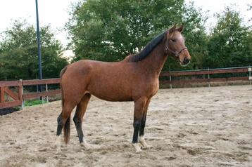 3,5 jarige merrie E-pony springpony afstamming CLEAN XRAYS beschikbaar voor biedingen