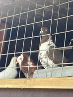 Duiven te koop, Dieren en Toebehoren, Ophalen of Verzenden, Nieuw