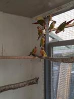 pyrrhura, Dieren en Toebehoren