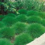 Festuca gautierii of berenvel, Tuin en Terras, Ophalen, Vaste plant, Bodembedekkers