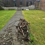 Enlèvement bois racine arbre et déchets jardin, Tuin en Terras, Ophalen