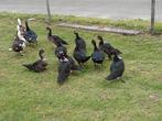barberie eenden, Dieren en Toebehoren