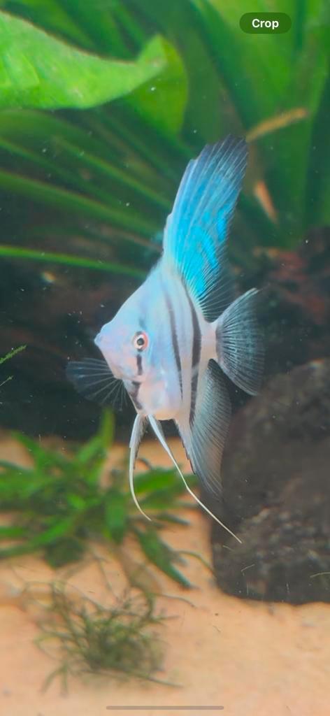 Maanvissen, Dieren en Toebehoren, Vissen | Aquariumvissen, Vis