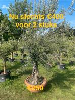 Exotische planten aan stuntprijzen!, Ophalen