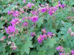 Tuingeranium, Ooievaarsbek, Geranium macrorrhizum, Tuin en Terras, Ophalen, Vaste plant, Bodembedekkers, Halfschaduw