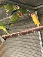 Pruimkoppen, Dieren en Toebehoren