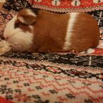 Cavia, Dieren en Toebehoren, Knaagdieren, Mannelijk, Cavia, Tam