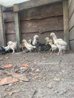 Jonge kuikens, Dieren en Toebehoren, Pluimvee