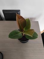 Plante d'intérieur Ficus elastica (caoutchouc), Ophalen, Ficus
