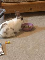 Dwergkonijn te verkoop, Mâle, Nain, 0 à 2 ans