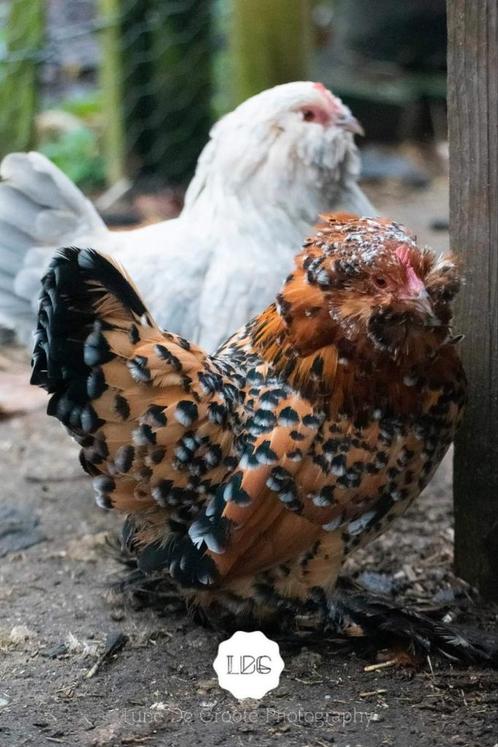 Ukkelse baardkriel hennetjes 2025, Dieren en Toebehoren, Pluimvee, Kip, Meerdere dieren