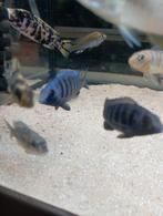 Cichlidès Malawi jeune placidochromis tanzania, Animaux & Accessoires, Poissons | Poissons d'aquarium