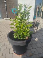 Citroenboom, Tuin en Terras, Ophalen, In pot, Overige soorten, Minder dan 100 cm