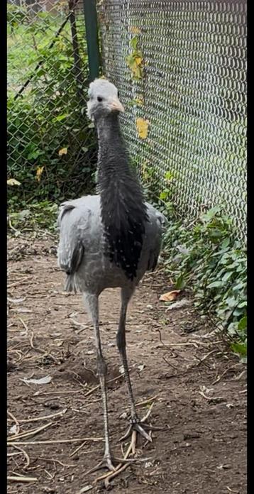 Jufferkraanvogel 2025 beschikbaar voor biedingen