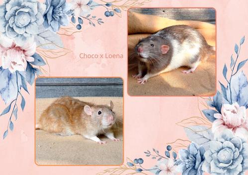 Rittens te reserveren - Rattery Wilori, Dieren en Toebehoren, Knaagdieren, Geslacht onbekend, Rat, September