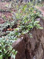 planten, Tuin en Terras, Planten | Tuinplanten, Ophalen, Vaste plant, Overige soorten, Halfschaduw