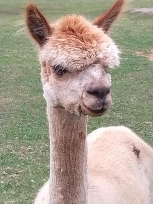 Merrie met veulen, Dieren en Toebehoren, Overige Dieren, Vrouwelijk, Juni