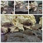 Aulonocara baenschi benga vrouwen cichliden malawi hobbykwee, Dieren en Toebehoren, Vissen | Aquariumvissen, Vis, Zoetwatervis