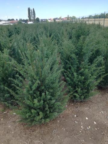 Haagplanten pot/kluit Taxus, beuk, laurier 