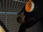 Dumbo ratjes, Dieren en Toebehoren, Knaagdieren, Rat, Vrouwelijk, November, Tam