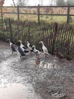 Loopeenden, Mannelijk, Eend