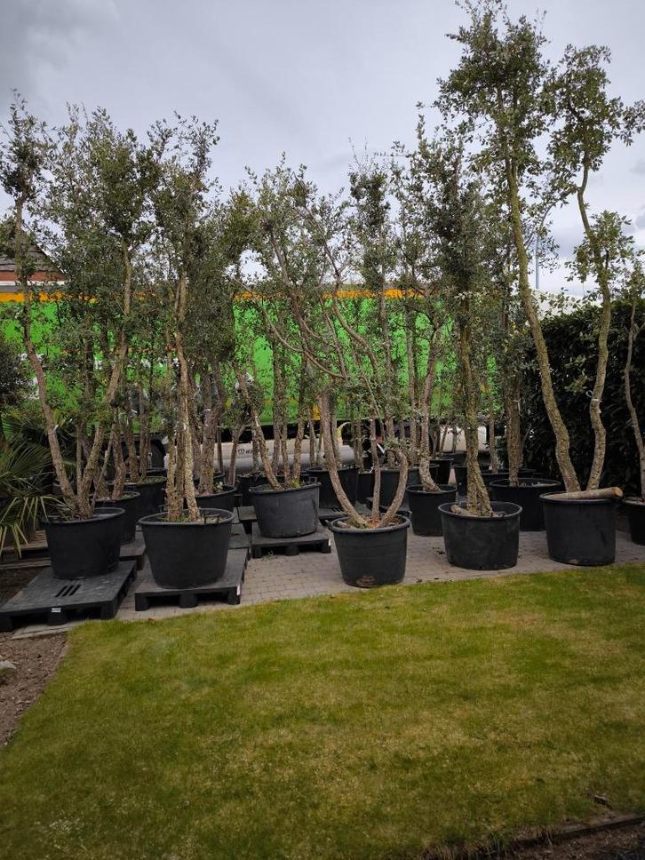 Quercus suber : Kurkeik, Tuin en Terras, Planten | Bomen, Overige soorten, 100 tot 250 cm, Volle zon, Zomer, In pot, Ophalen